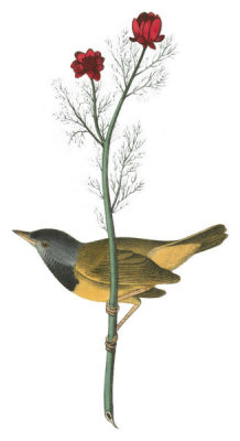 John James Audubon - Mourning Ground-Warbler