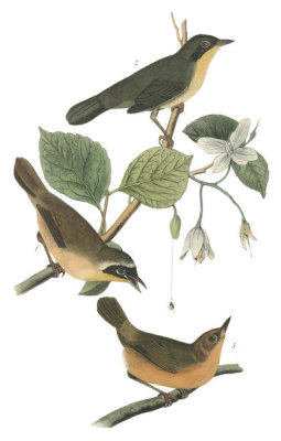 John James Audubon - Maryland Ground-Warbler