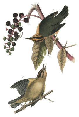 John James Audubon - Worm-eating Swamp-Warbler