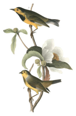 John James Audubon - Bachman's Swamp-Warbler