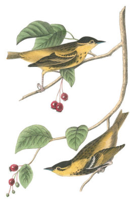 John James Audubon - Carbonated Swamp-Warbler