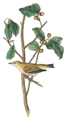 John James Audubon - Tennessee Swamp-Warbler
