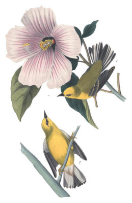 John James Audubon - Blue-winged Yellow Swamp-Warbler
