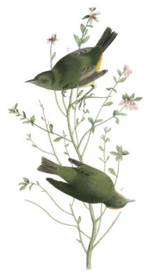 John James Audubon - Orange-crowned Swamp-Warbler
