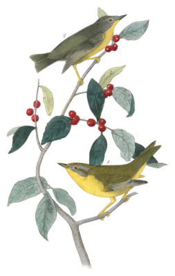 John James Audubon - Nashville Swamp-Warbler