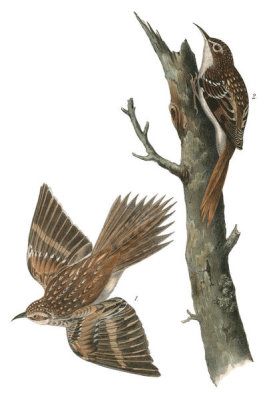John James Audubon - Brown Tree-creeper
