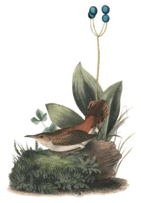 John James Audubon - Rock-Wren