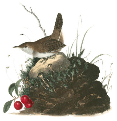 John James Audubon - Wood Wren