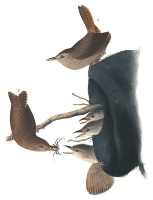 John James Audubon - House Wren