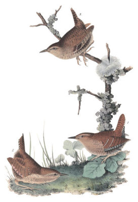 John James Audubon - Winter Wren