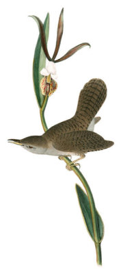 John James Audubon - Parkman's Wren