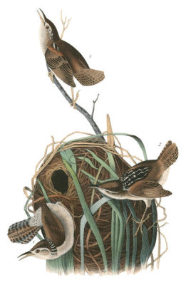 John James Audubon - Marsh Wren
