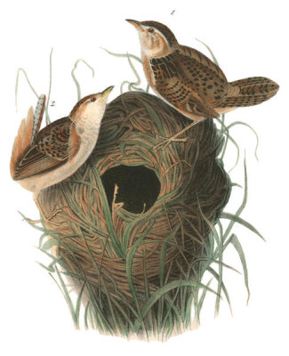 John James Audubon - Short-billed Marsh Wren4