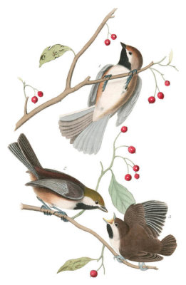 John James Audubon - Hudson's Bay Titmouse