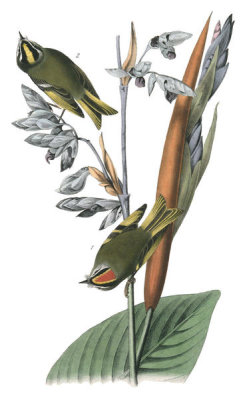 John James Audubon - American Golden-crested Kinglet