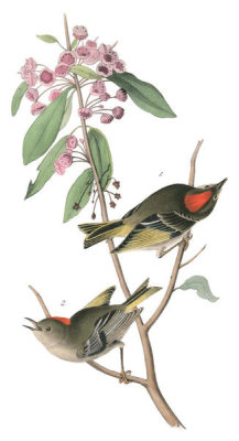 John James Audubon - Ruby-crowned Kinglet