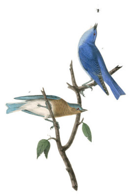 John James Audubon - Arctic Blue Bird