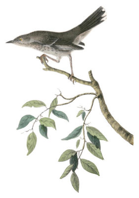 John James Audubon - Mountain Mocking Bird