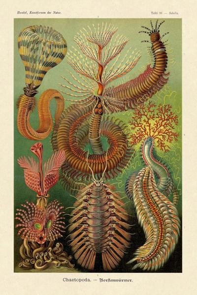 Ernst Haeckel - Haeckel Nature Illustrations: Worms - Art Print ...