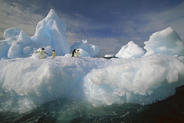 Colin Monteath - Adelie Penguin group on iceberg, Terre Adelie Land